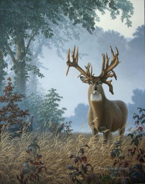  cerf Tableaux - whitetail le matin